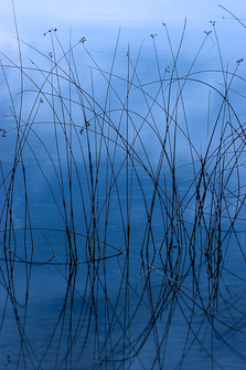 Bulrushes at Dawn - Psalm 13 is a digital print on canvas by Steve Huyser-Honig from the Art + Psalms Exhibit featured at the 2012 Calvin Symposium on Worship. The photograph Bulrushes at Dawn by Steve Huyser-Honig, along with the other art from the exhibit is offered to churches in the Art + Psalms CD Collection. The images are formatted for use as powerpoint, sermon illustrations and bulletin covers. The Art + Psalms CD Collection is available through Eyekons Church Image Bank.