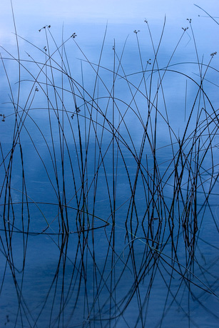 Bulrushes at Dawn - Psalm 13 | Digital Print on Canvas by Steve Huyser-Honig | Art + Psalms Exhibit | Calvin Symposium on Worship 2012 Bulrushes at Dawn - Psalm 13 is a digital print on canvas by Steve Huyser-Honig from the Art + Psalms Exhibit featured at the 2012 Calvin Symposium on Worship. The photograph Bulrushes at Dawn by Steve Huyser-Honig, along with the other art from the exhibit is offered to churches in the Art + Psalms CD Collection. The images are formatted for use as powerpoint, sermon illustrations and bulletin covers. The Art + Psalms CD Collection is available through Eyekons Church Image Bank.